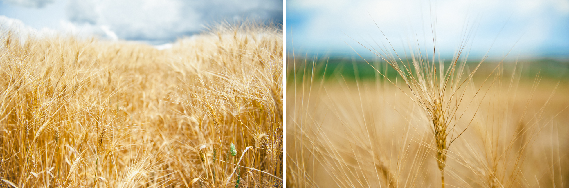 field tuscany toscana italy