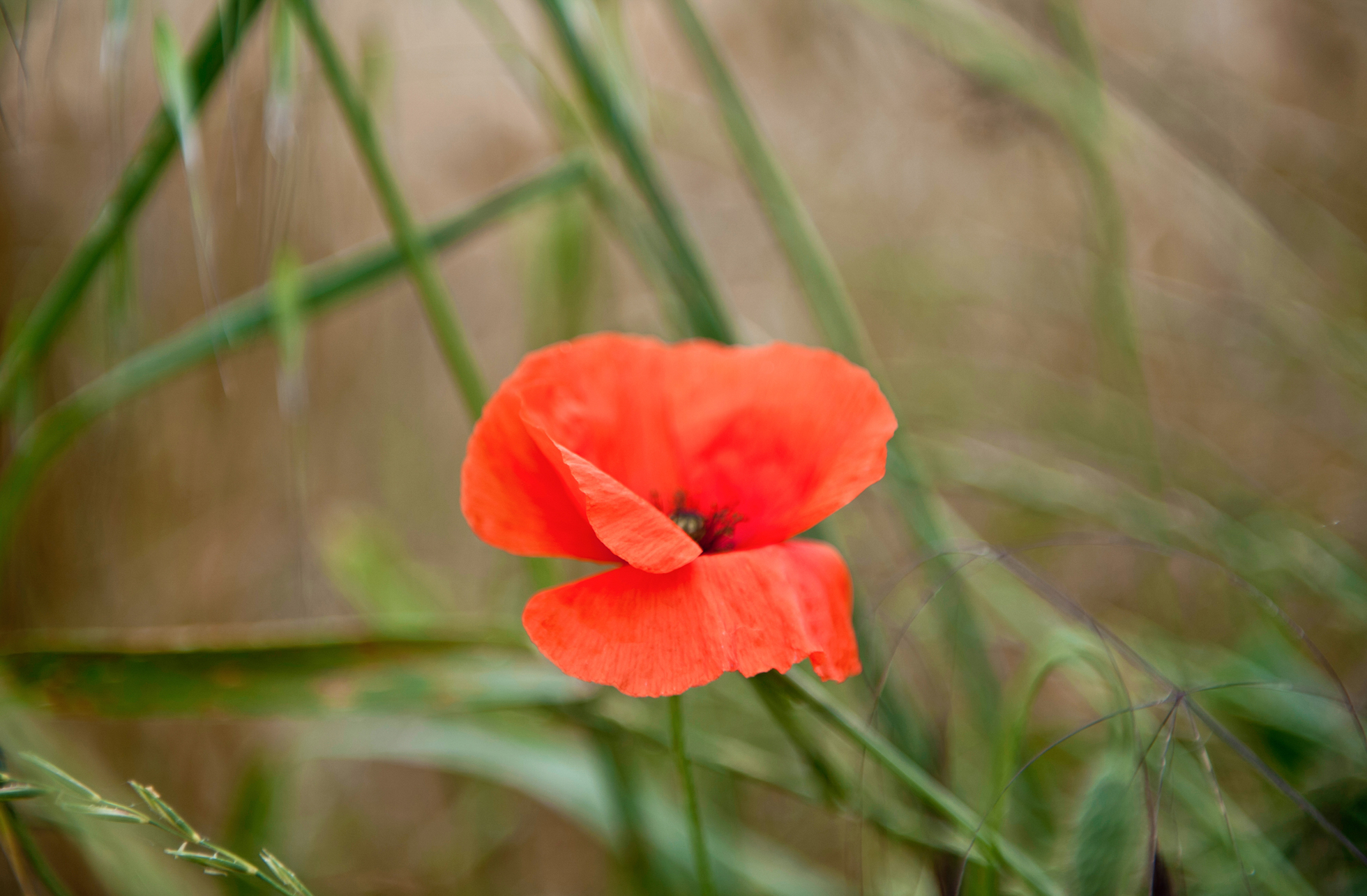field tuscany toscana italy flower