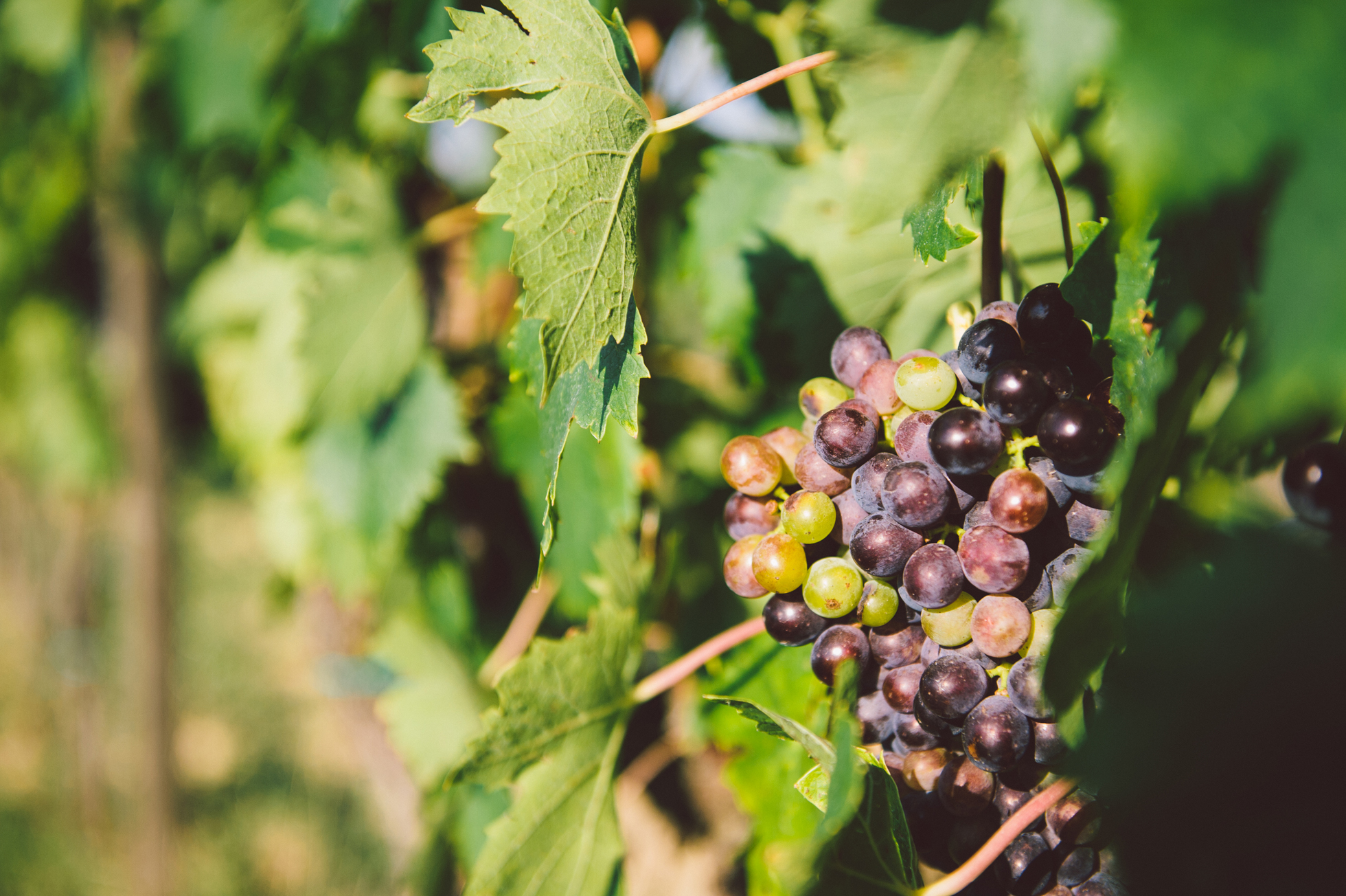 tuscany toscana italy field winery grapes wine