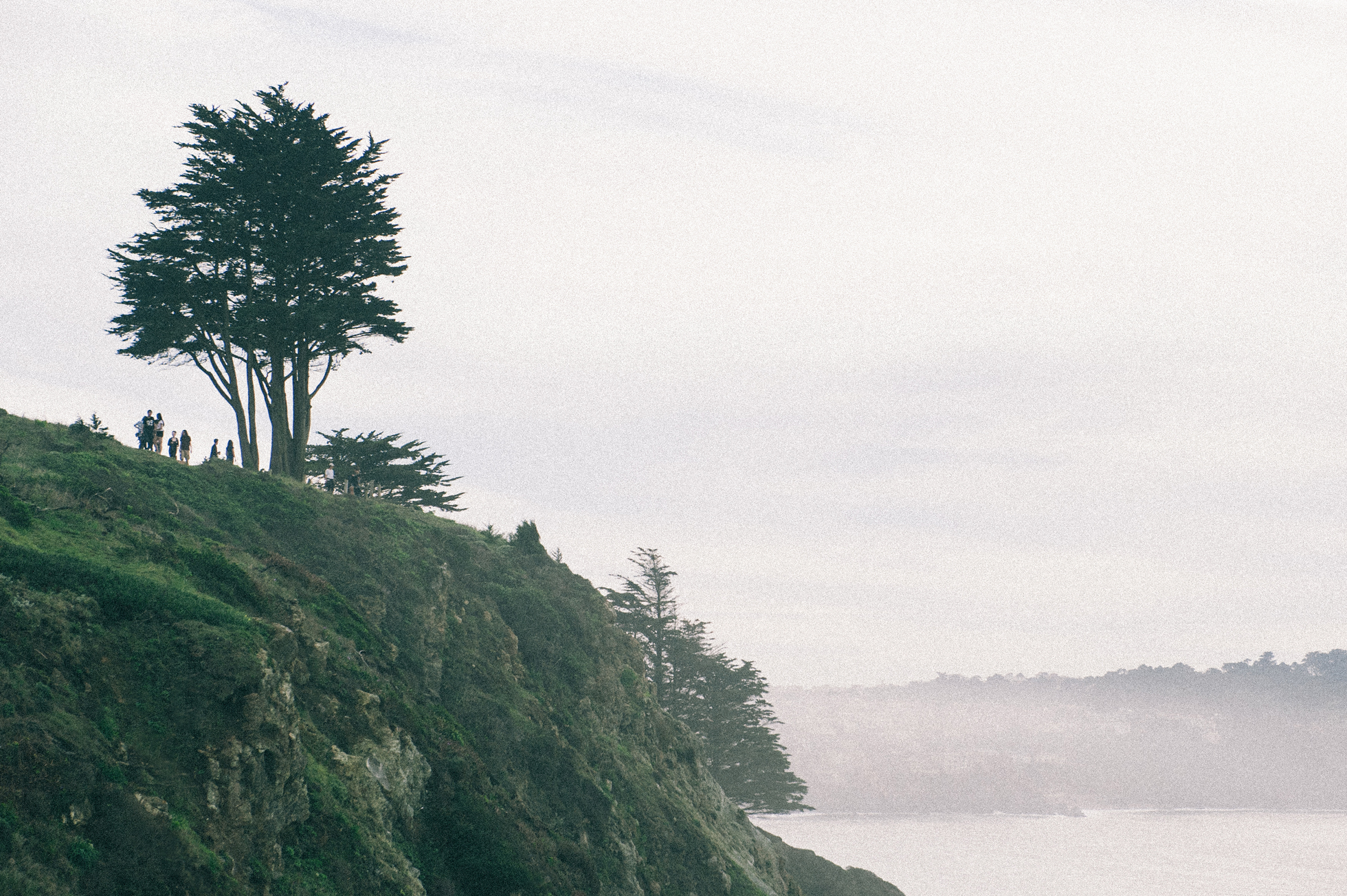 san francisco cliff ocean tree usa us
