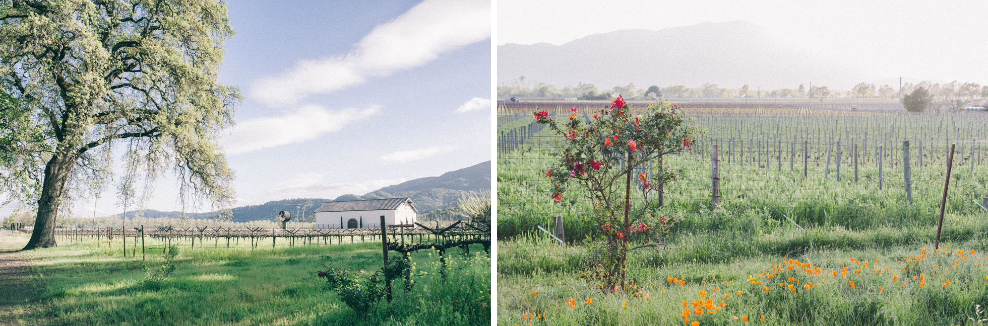 tuscany toscana italy field clouds field winery wine rose rosor