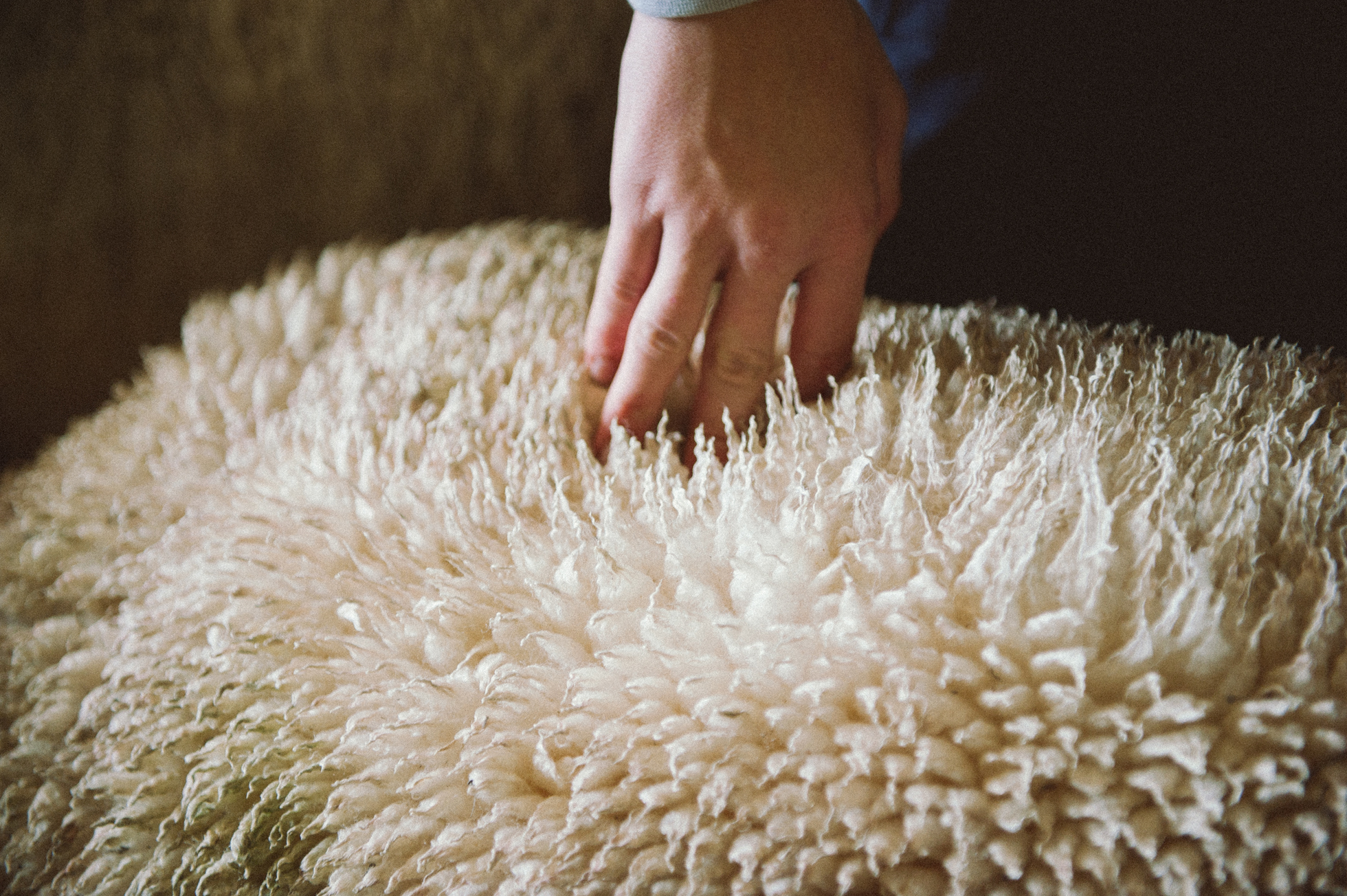 australia sydney farm sheep hand feeling
